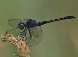 Seaside Dragonlet
